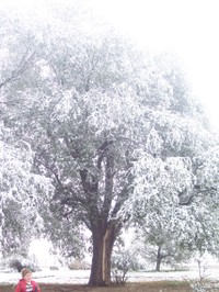 Snow_tree