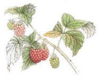 Herbs_raspberry