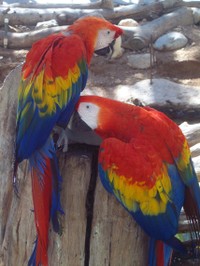 Parrots