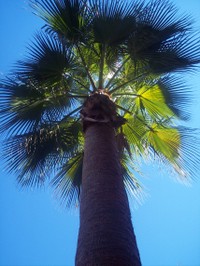 Palm_2