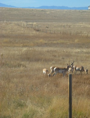 Pronghorn