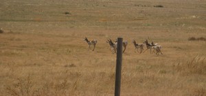 Pronghorn_2_2