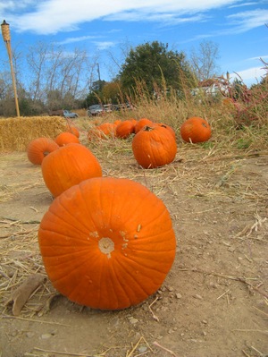 Pumpkins