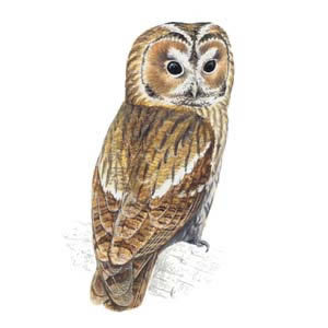 Tawny_owl_300_tcm9142525