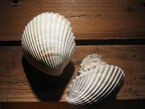Photoseashells