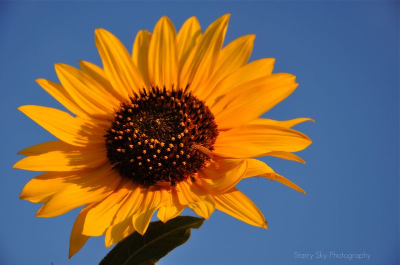 Sunflower2