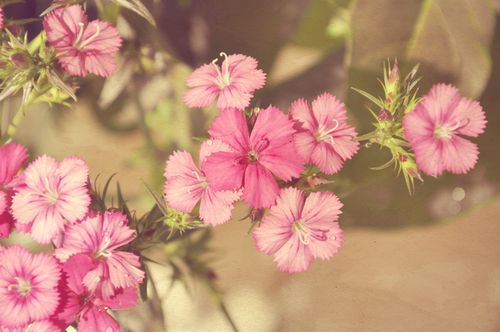 Floralpinktexhz