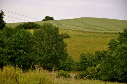 Sheep hill
