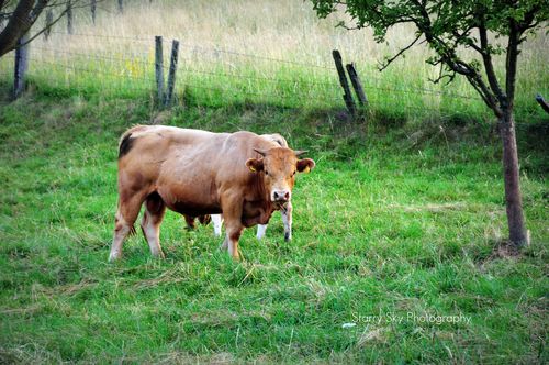 Fockenberg cattle