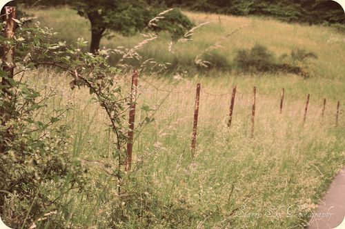 Obermohr trail fence web
