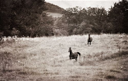 Horses-running-web