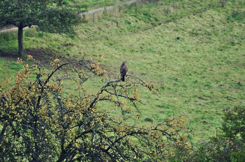 Hawk-shed-tree-web