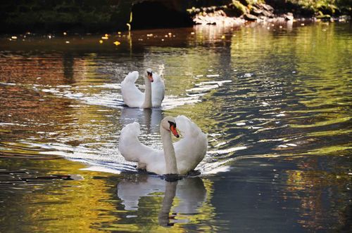 Gorge-swans