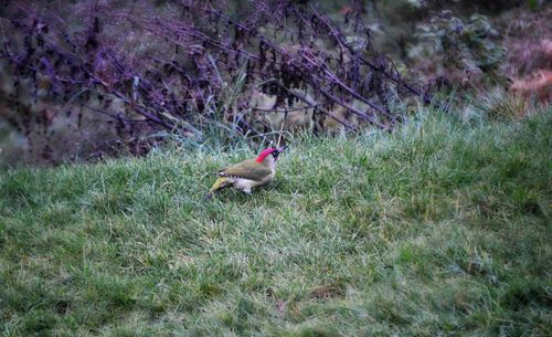 Green-woodpecker-2web