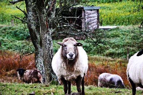 Reusch-ramNelly-Nero-Grunge-Me-Upweb