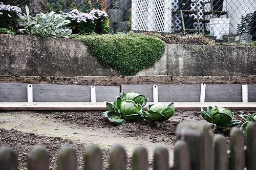 Fock-cabbageNNGrunMe-Upweb