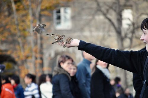 Notredame-birds-boy-web