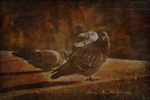 Paris-pigeons-web-watermark