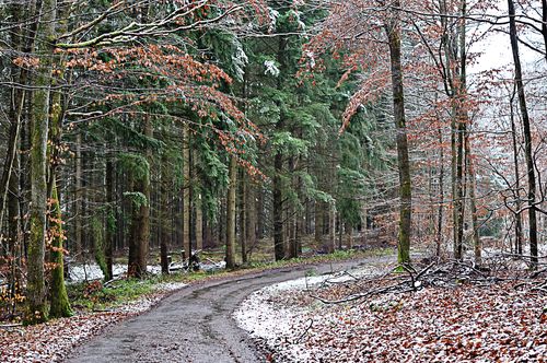 Thanksgvg-walk-trees-web