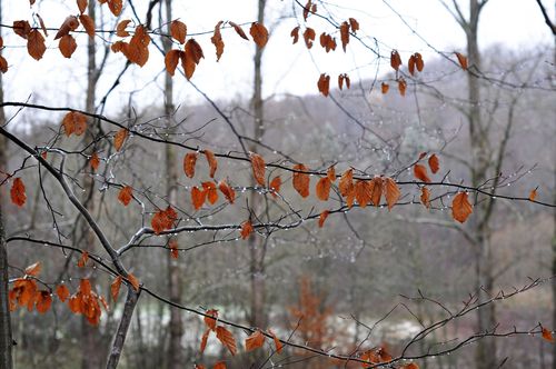 Wet-tree-leaves-web