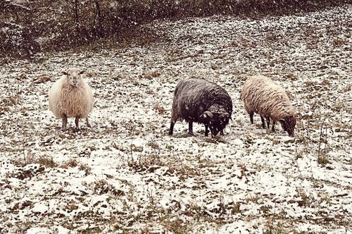 Sheep-snow-nn-grunge-it-web