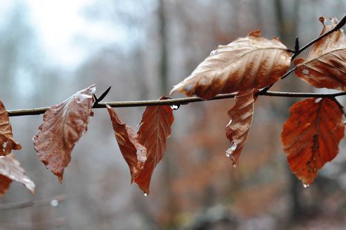 Thanksgvg-walk-lvs-web