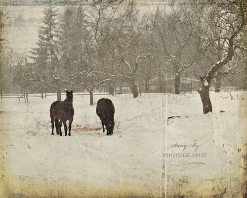 Horses-snow-grunge