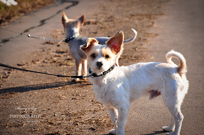 Dogs trail feb 11 700