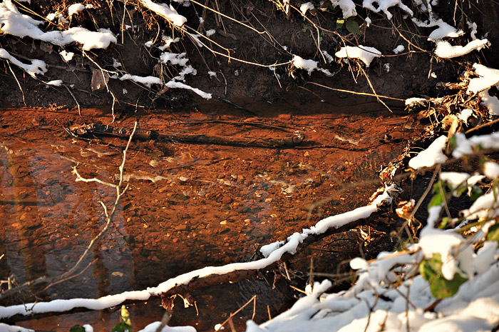 Aidan dog walk water