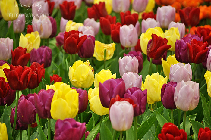 tulips 