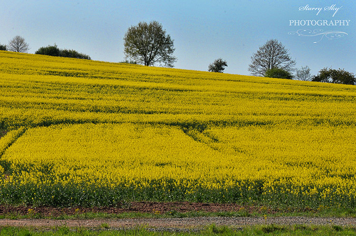 rapeseed field 1 