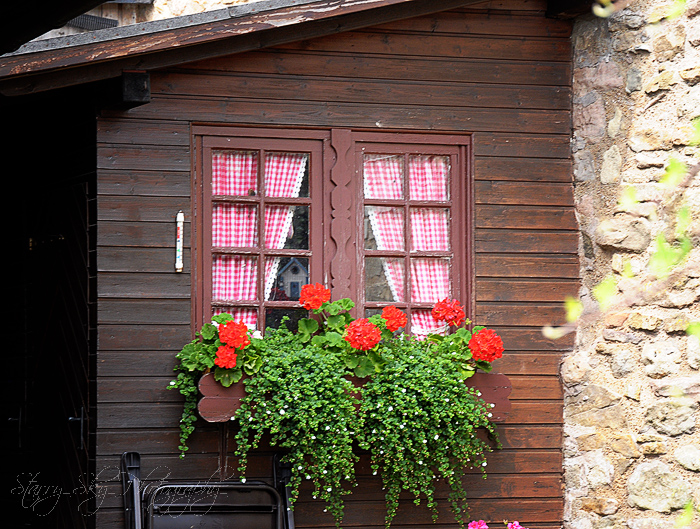 geraniums window
