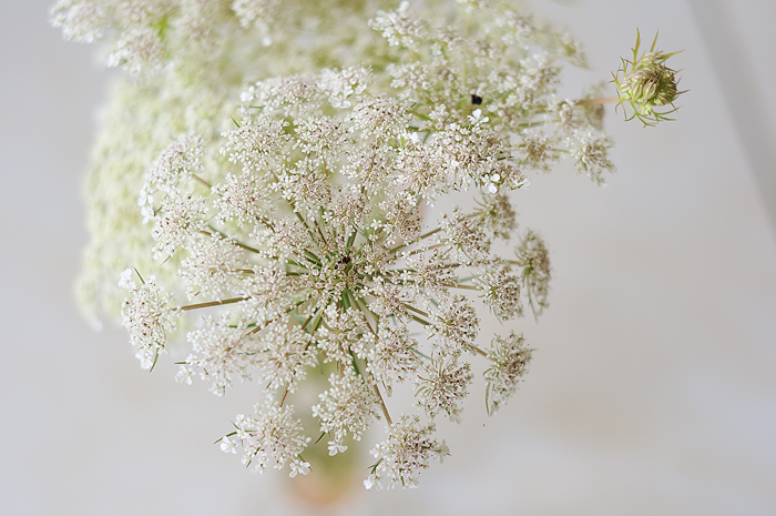  queen anne's lace 