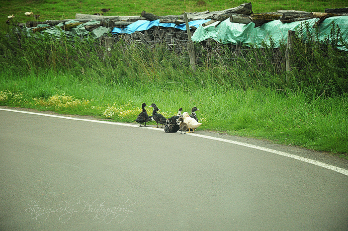  ducklings 