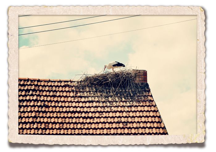 Gimsbach stork web