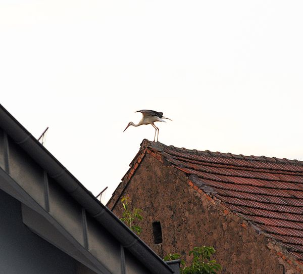 stork 2 