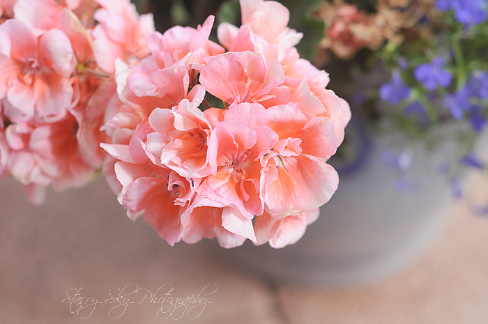 geraniums