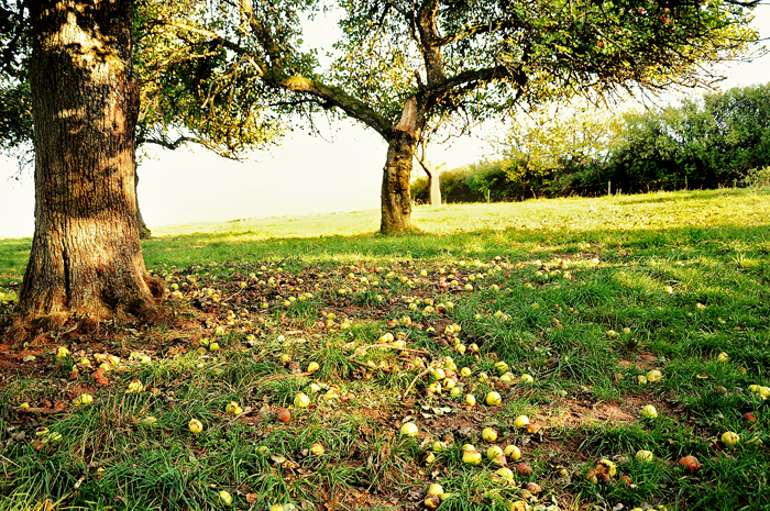 fallen apples