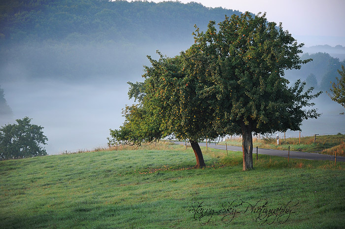 apple tree morning