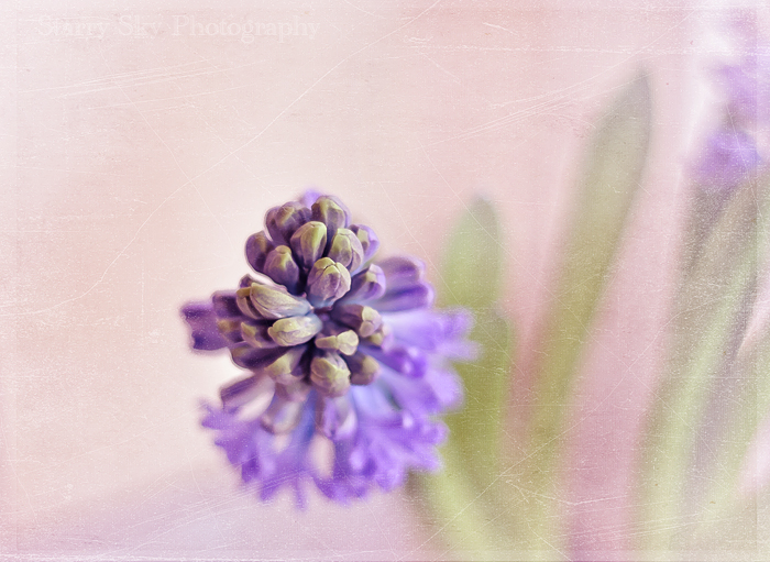 hyacinth 