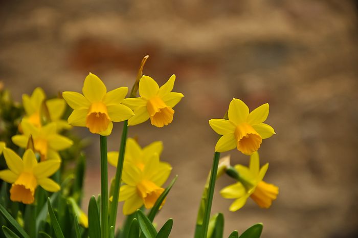 daffodils 