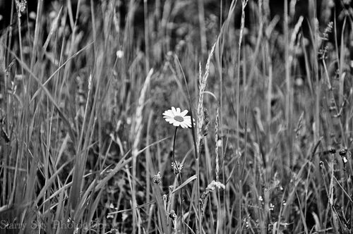 daisy bw web