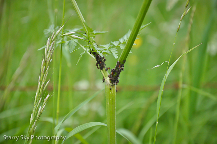 nature notebooks web-5
