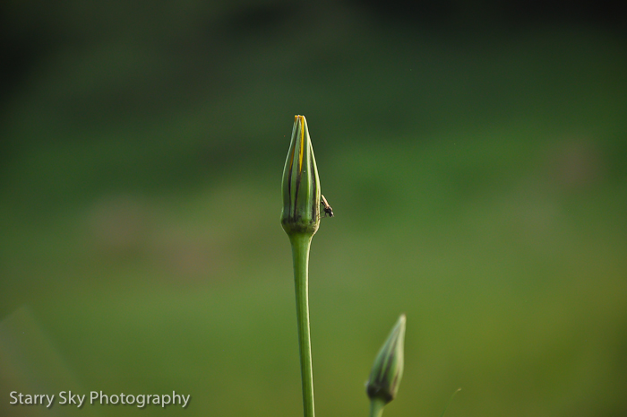  nature notebooks web-4