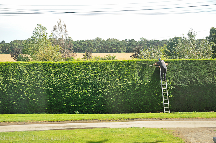  hedges web