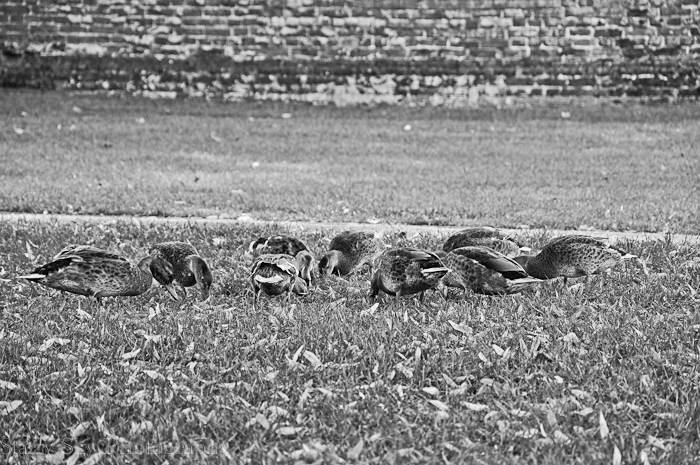 Aug 2012 ducklings web