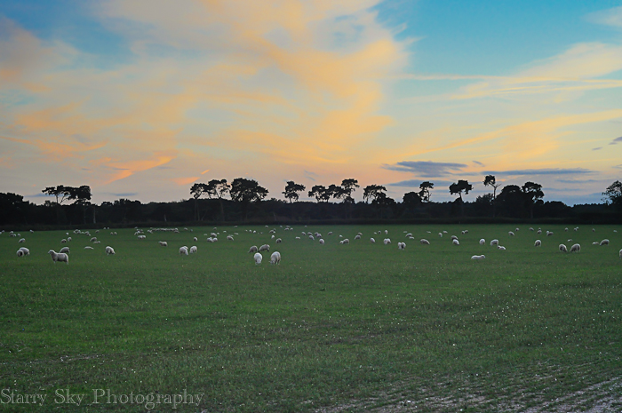 Sept 2012 sheep meadow web