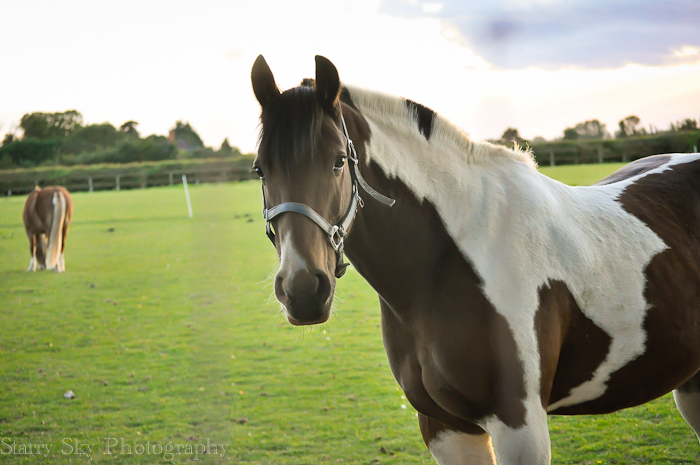 Sept 2012 piebald web-2