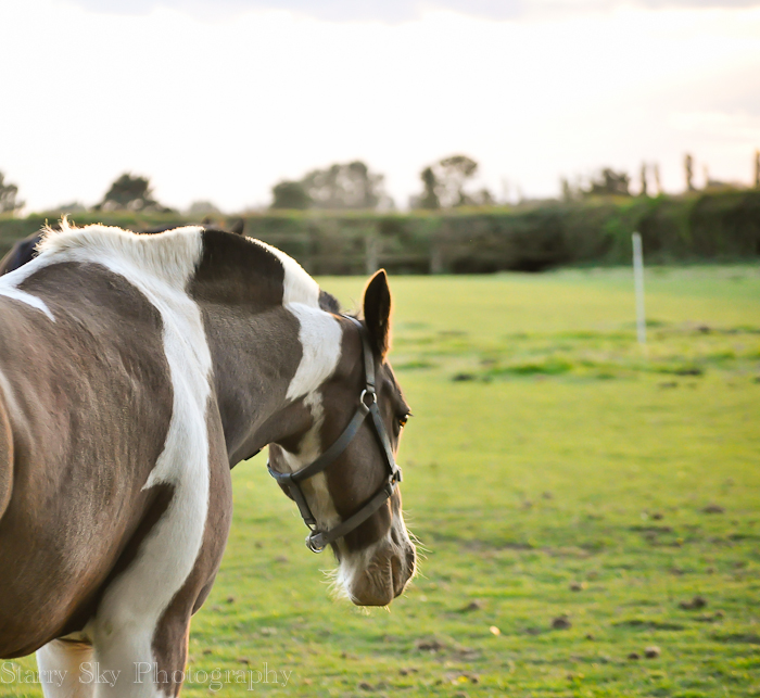 Sept 2012 piebald web-3