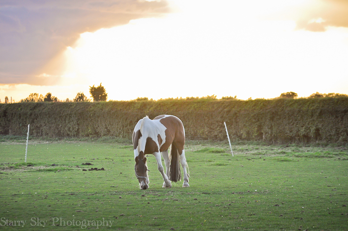 Sept 2012 piebald 2 web